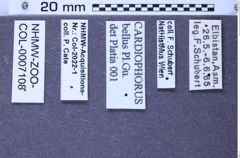 Etiketten zu Cardiophorus bellus (Platia & Gudenzi, 2000) (NHMW-ZOO-COL-0007108)